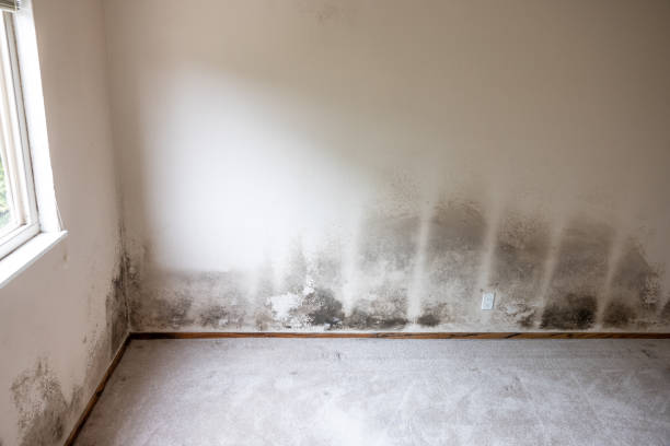 Reliable Matteson, IL Mold Inspection, Removal & Remediation Solutions